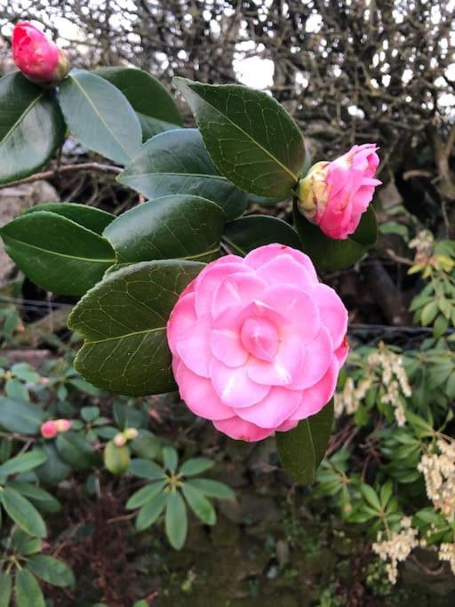 Boussac  Maisonnette De Charme Les Jardins De Lou מראה חיצוני תמונה